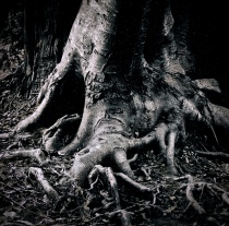 gnarly tree roots